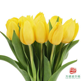 【进口郁金香】 黄色系（黄色单瓣）10枝/扎（长度：35cm）