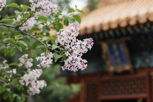 4月21日筑梦中国~北京站（皇城飞花）5天研学摄影 商品图12