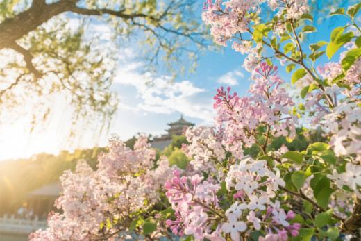 4月21日筑梦中国~北京站（皇城飞花）5天研学摄影 商品图10