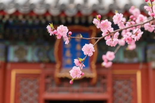 4月21日筑梦中国~北京站（皇城飞花）5天研学摄影 商品图0