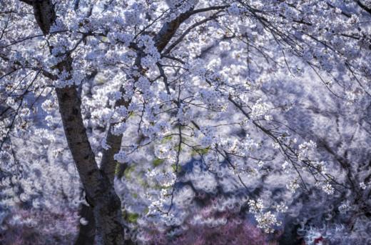 免费公益课程！4.22【花影拾光】拍花技巧揭秘，仅限30位 商品图8