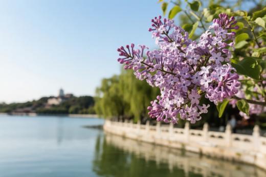 4月21日筑梦中国~北京站（皇城飞花）5天研学摄影 商品图13