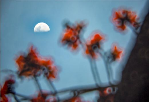 免费公益课程！4.22【花影拾光】拍花技巧揭秘，仅限30位 商品图5