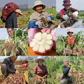 云南紫皮多瓣蒜（新鲜大蒜）