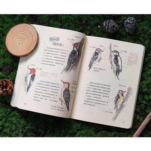 怎样观察一只鸟 克莱尔·沃克·莱斯利新作鸟类观察科普读物 商品图4