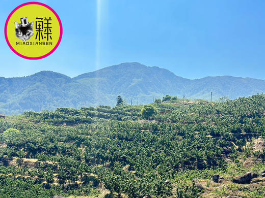 📦全国发【春季限定20天】攀枝花米易玛瑙红小樱桃🍒（喵菓基地顺丰空运包邮） 商品图7