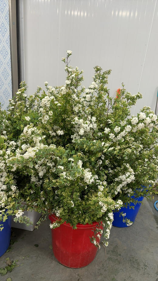 小手球昆明花好质量 商品图1