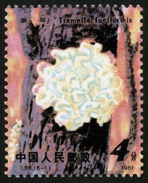 T66《食用菌》1981年 商品图1