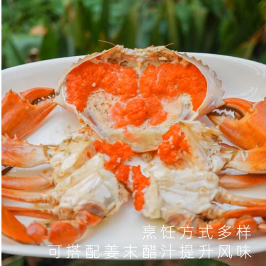 湛江膏蟹鲜活大青蟹满满红膏鲜捕直达 商品图5