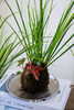 苔藓球菖蒲组合盆栽 商品缩略图2
