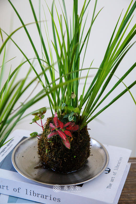 苔藓球菖蒲组合盆栽 商品图2