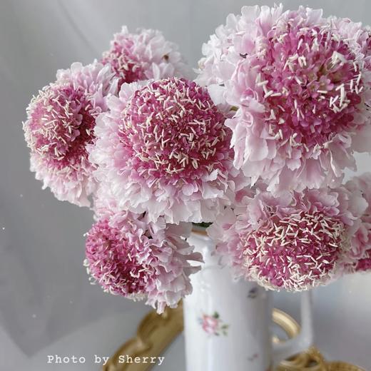 【草莓奶泡球】松虫草-粉色系-草莓松饼 1扎  | 新客福利 商品图1