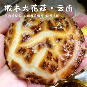 【椴木大花菇•云南农家】（直径6-8cm） 300g/袋 肉质厚实 口感鲜香嫩滑 菇香浓郁
