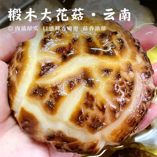【椴木大花菇•云南农家】（直径6-8cm） 300g/袋 肉质厚实 口感鲜香嫩滑 菇香浓郁 商品图0