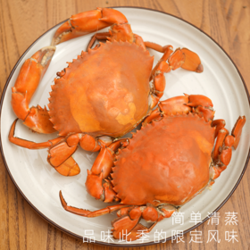 湛江膏蟹鲜活大青蟹满满红膏鲜捕直达