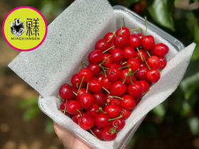 📦全国发【春季限定20天】攀枝花米易玛瑙红小樱桃🍒（喵菓基地顺丰空运包邮）