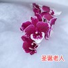 兰花 | 蝴蝶兰圣诞老人（可能有轻微瑕疵不售后，介意慎拍） 商品缩略图0