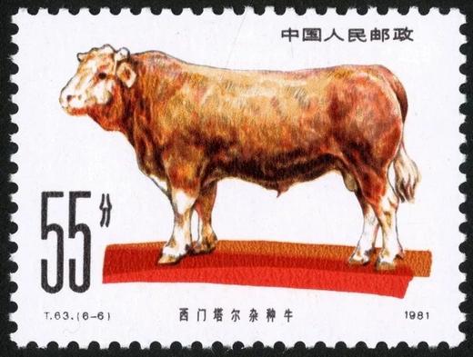 T63《畜牧业——牛》1981年 商品图6