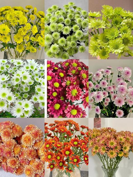 精选花材广州本地混色小雏菊10支 商品图3