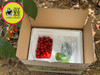 📦全国发【春季限定20天】攀枝花米易玛瑙红小樱桃🍒（喵菓基地顺丰空运包邮） 商品缩略图3