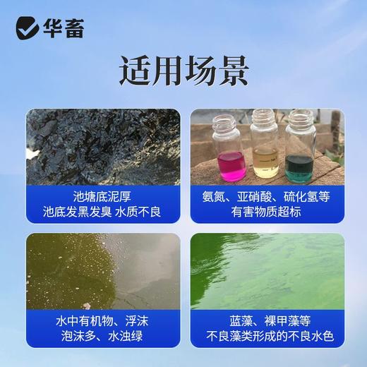 华畜池底速净黑泥克星鱼虾蟹池塘净化水质水产养殖分解淤泥底改净 商品图3