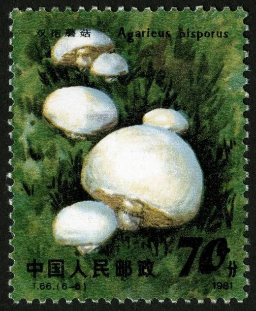 T66《食用菌》1981年 商品图6