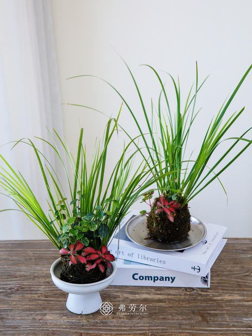 苔藓球菖蒲组合盆栽 商品图0