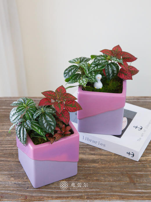 方盆组合盆栽 商品图0