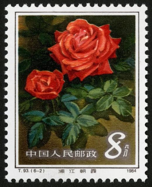 T93《月季花》1984年 商品图2