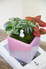 方盆组合盆栽 商品缩略图2