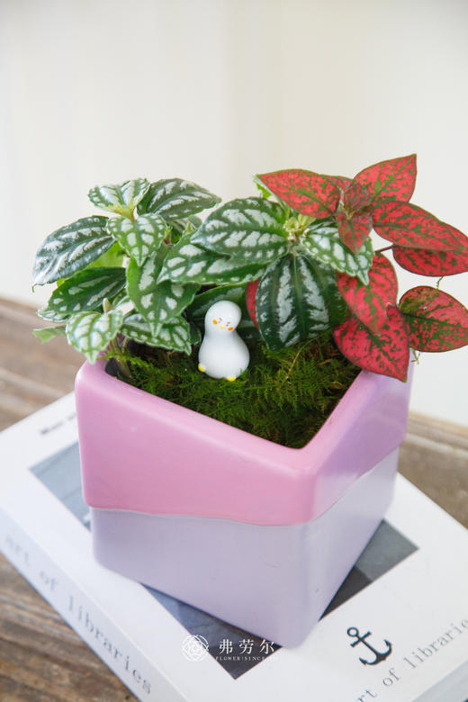 方盆组合盆栽 商品图2