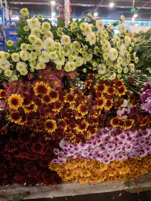 精选花材广州本地混色小雏菊10支 商品图5