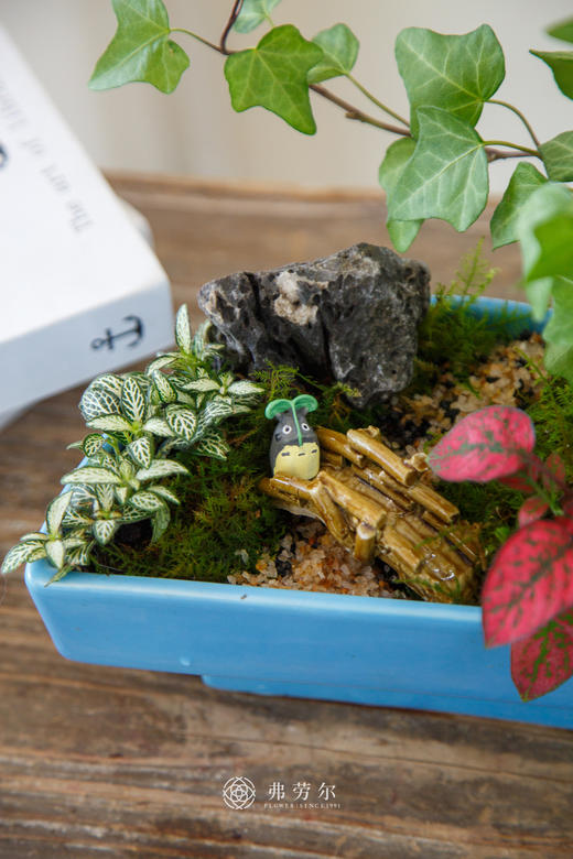 蓝盆组合盆栽 商品图1