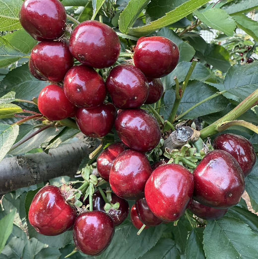本地有机种植的美早大樱桃，保证不打膨大剂，不打甜蜜素，不用钾肥，当日采摘，味道浓郁成熟度高！500克/盒 商品图2