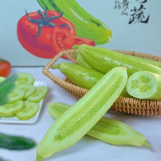 【京东快递】海阳白玉黄瓜 百年历史 地理商标 低卡脆甜 来自神奇黄金北纬37° BNXNY 商品图3