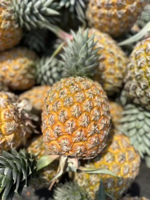 【真的很甜】 芒果凤梨  果肉蜜甜多汁，个大肉厚、香味十足，可以像切西瓜一样切着吃 9甜1酸  近乎纯甜 商品图5