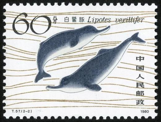T57《白鱀豚》1980年 商品图2
