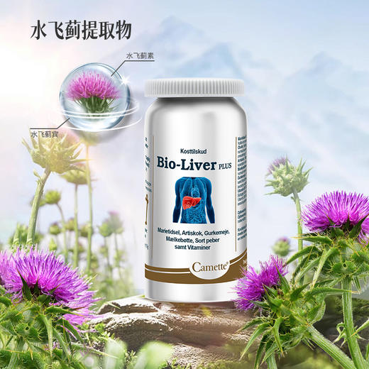 丹麦Camette凯麦特全新升级金装奶蓟草片 肝脏保养护熬夜解酒水飞蓟保健品 商品图3