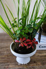 苔藓球菖蒲组合盆栽 商品缩略图1
