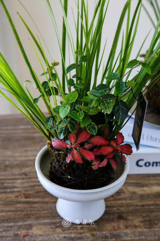 苔藓球菖蒲组合盆栽 商品图1