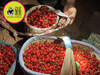 📦全国发【春季限定20天】攀枝花米易玛瑙红小樱桃🍒（喵菓基地顺丰空运包邮） 商品缩略图1