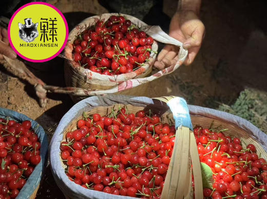 📦全国发【春季限定20天】攀枝花米易玛瑙红小樱桃🍒（喵菓基地顺丰空运包邮） 商品图1