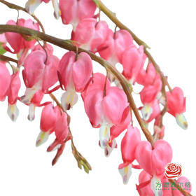 荷包牡丹5枝一扎