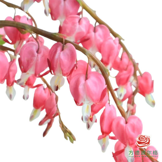 荷包牡丹5枝一扎 商品图0