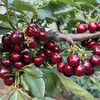 本地有机种植的美早大樱桃，保证不打膨大剂，不打甜蜜素，不用钾肥，当日采摘，味道浓郁成熟度高！500克/盒 商品缩略图1