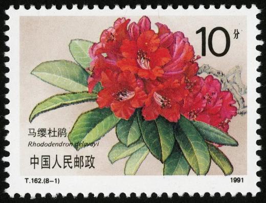 T162《杜鹃花》1981年 商品图1