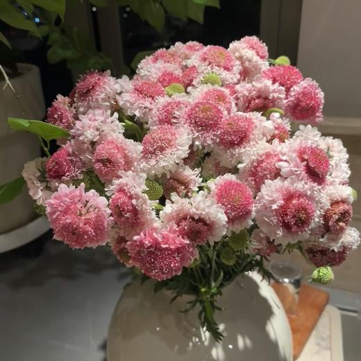 【草莓奶泡球】松虫草-粉色系-草莓松饼 1扎  | 新客福利 商品图3