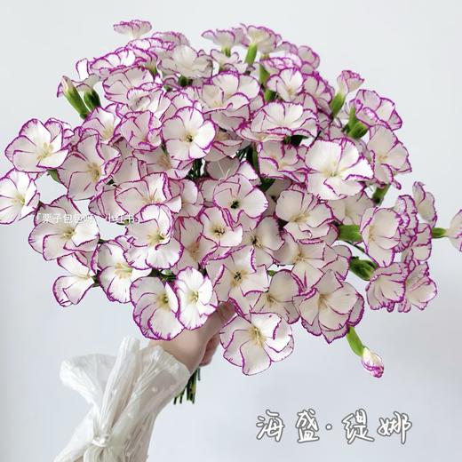 【珐琅胭脂】多头康乃馨-缇娜 5枝  | 新客福利 商品图2