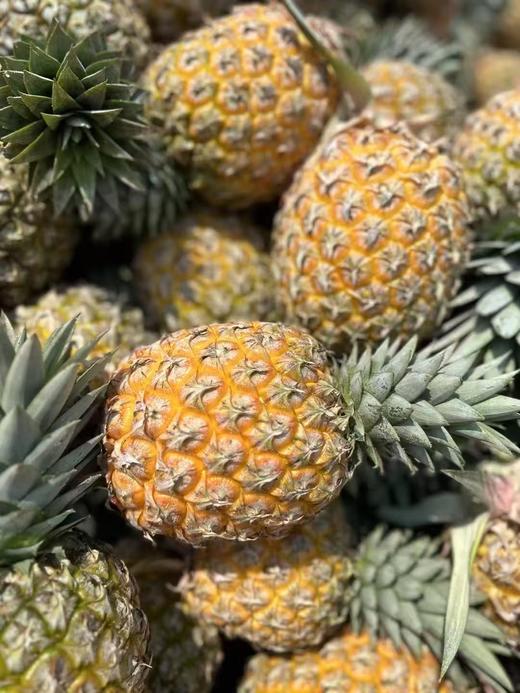 【真的很甜】 芒果凤梨  果肉蜜甜多汁，个大肉厚、香味十足，可以像切西瓜一样切着吃 9甜1酸  近乎纯甜 商品图6