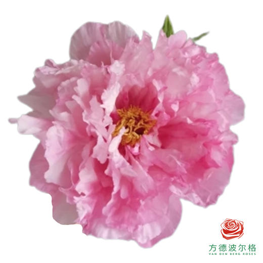 牡丹-旭港 5枝1扎 商品图0